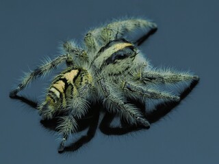 Potrait reflection femail jumping spider hylus diardi, 27 September 2024