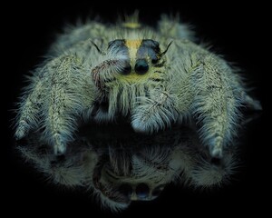 Potrait reflection femail jumping spider hylus diardi, 27 September 2024
