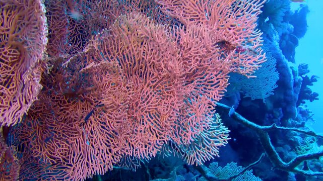 The camera slowly pans down along the edge of a gorgonian coral bush, medium shot. Gorgonian fan coral (Subergorgia mollis).