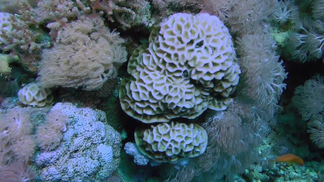 The camera slowly approaches the colony of Stony coral (Favia sp.).