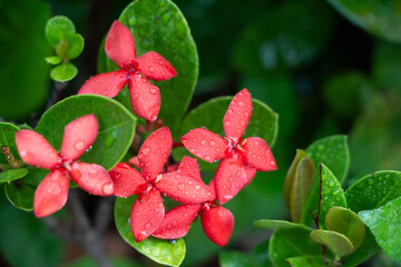 Fresh Dew on Vivid Red Flowers Amidst Lush Greenery in Natural Light
