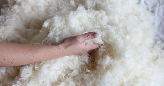 Closeup of pile of white bird feathers and showcasing soft and delicate texture