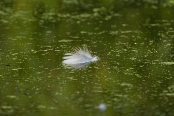 white bird feather on the pond, pond full of pollen and a white feather, lonely feather on the lake