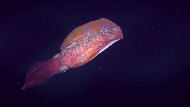 Bigfin reef squid (Sepioteuthis lessoniana) painted in red tones swims in the dark water column slowly moving its fins, top view.