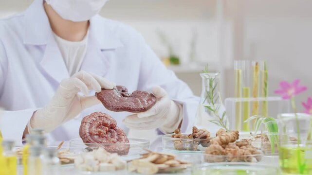 Oriental medicine experiment video from front shot, female scientist is analyzing a ganoderma lucidum on her hand. Creative idea for commercial video of herbal extract product