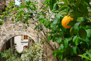 An orange growing on a tree in the village of Carennac in Lot Occitanie Southern France in summer. Image with copy space