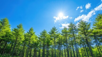 A beautiful stretch of green pine trees beneath a bright blue sky in Japan, with soft sunlight filtering through the branches, creating a peaceful forest atmosphere.