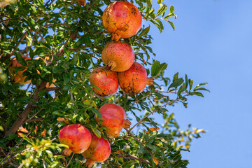 Obraz premium Red fresh fruits on pomegranate tree