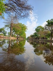 Fototapeta premium TREES REFLECTING IN WATER AFTER RAIN