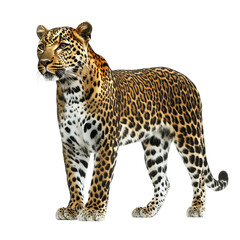 Fototapeta premium A leopard standing and looking away proudly