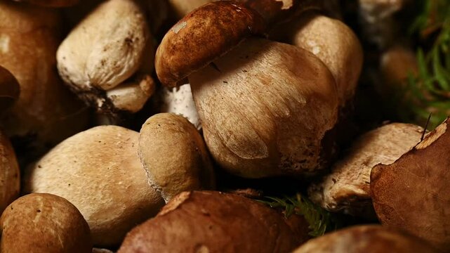 Freshly picked porcini mushrooms, quantity of edible mushrooms, food background, concept of healthy genuine food ingredients
