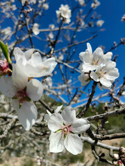 Spring blossom background. Beautiful nature scene with blooming tree and sun flare.