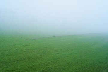 Fototapeta premium Thick morning for on green farmland field, no people