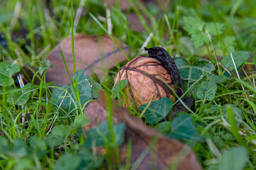 Automne r&eacute;colte noix