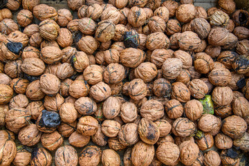 Automne récolte noix