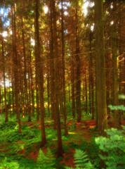 Pine forest, trees and environment landscape in nature with overgrown plants, greenery or foliage in ecosystem. Woods, leaves and natural growth with sunlight background for sustainability or scenery