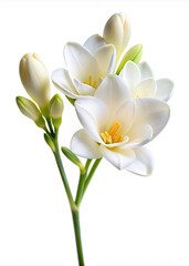 Naklejka premium white dahlia flowerflower, nature, white, spring, isolated, lily, plant, beauty, pink, blossom, flowers, petal, bloom, leaf, purple, flora, closeup, garden, tulip, floral, yellow, bouquet, beautiful, 