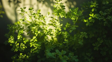 Fototapeta premium Lush Green Foliage Illuminated by Sunlight