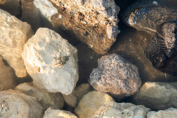 Yellow-Brown Background of Natural Small Stones,Coral, and Little Crab in the Water.