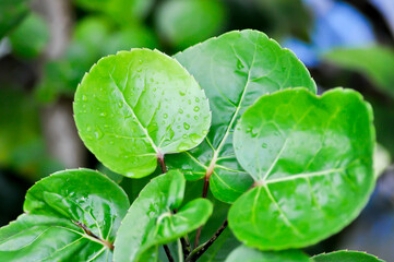 Polyscias fruticosa L Harms,Polyscias fruticosa or Araliaceae and rain drop
