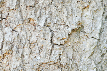 tree bark or bark , Alstonia scholaris or APOCYNACEAE or Devil Tree or White Cheesewood or Devil Bark or Black Board Tree  or trunk