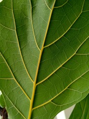 Nature of green leaf in garden at summer.