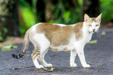 a brown and white cat is standing on a road with a mouse.