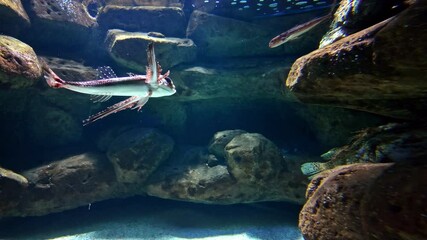 Flying fish marine ray finn cod marine aquatic wildlife species swimming