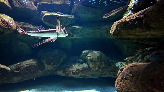 Flying fish marine ray finn cod marine aquatic wildlife species swimming