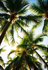 Fototapeta premium A serene tropical scene features tall palm trees with vibrant green leaves, casting a warm glow and creating a sense of tranquility, captured from a low angle that emphasizes their height and grandeur