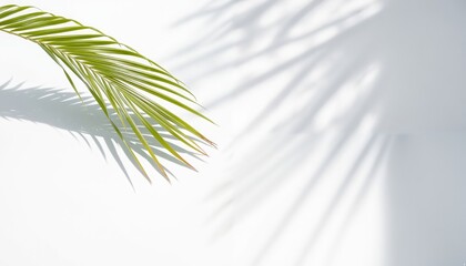 A single, vibrant green palm leaf with long, curved leaves casts a shadow on a white background, creating a serene and tranquil scene