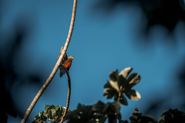 roadside hawk 2 on a branch