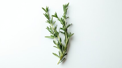 Naklejka premium Fresh Sprigs of Rosemary on White Background