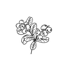 Juicy monochrome cranberries on branches with leaves bouquet realistic graphic sketch illustration. Etching drawing of berries for greeting cards, package design, advertising posters, labels