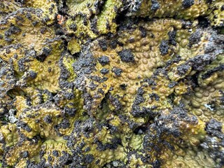 Close shot of vegetation at Douro Valley, close to the river.