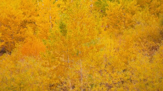 Yellow autumn trees in Zanskar, Ladakh, India. Fall season nature background. Autumn trees in the forest. Beautiful autumn yellow leaves