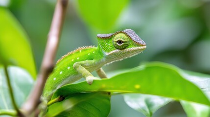 Vibrant Green Lizard on Leaf in Natural Habitat