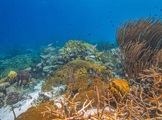 Caribbean coral garden, Bonaire