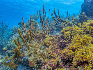 Caribbean coral garden, Bonaire