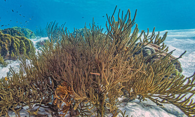 Caribbean coral garden, Bonaire