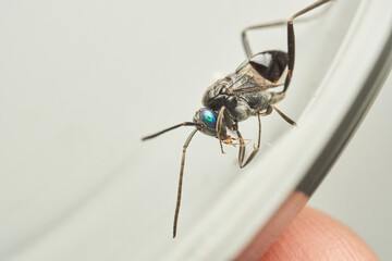 A Cockroach Parasitic Wasp on a white background Evania Appendigaster