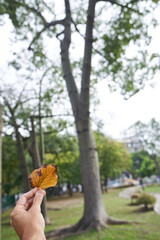 A hand holding a dry leaf in winter