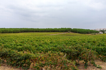 Vast vineyard in the Alentejo beneath a moody sky. Rows of grapevines lead towards a distant pine forest, creating a dramatic contrast between nature’s calm and the brooding atmosphere above.