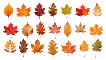 PNG Autumn leaf element set, transparent background