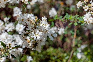 apple blossom in the garden spring time - Image