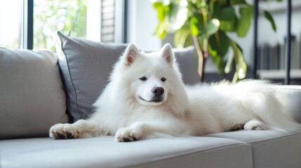 Fluffy Samoyed Dog Relaxing in a Cozy Home Environment