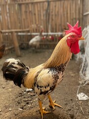 rooster in the coop