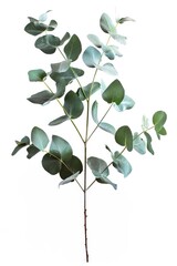 Obraz premium A single plant with green leaves against a pure white background