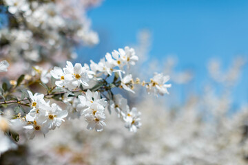 apple blossom in the garden spring time - Image