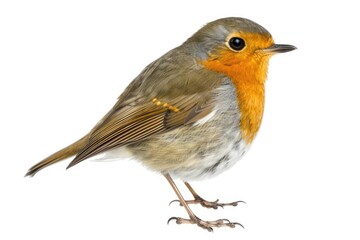 Obraz premium Robin (Erithacus rubecula) isolated on white background